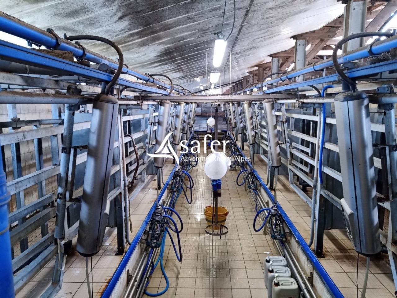 Melk exploitatie Koop Cantal