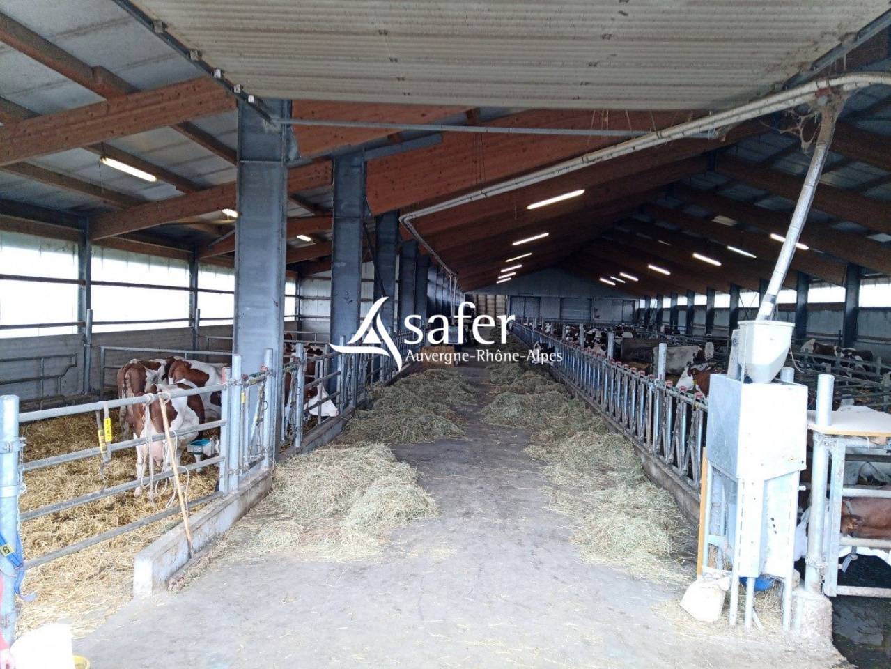 Melk exploitatie Koop Cantal