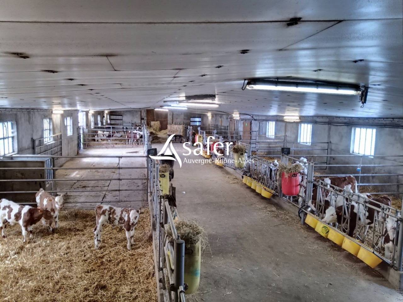 Melk exploitatie Koop Cantal