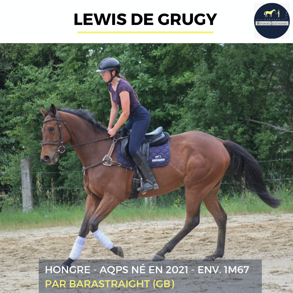 Ruin Autre Que Pur-Sang (Geen volbloed) Te koop 2022 Donker bruin / bai