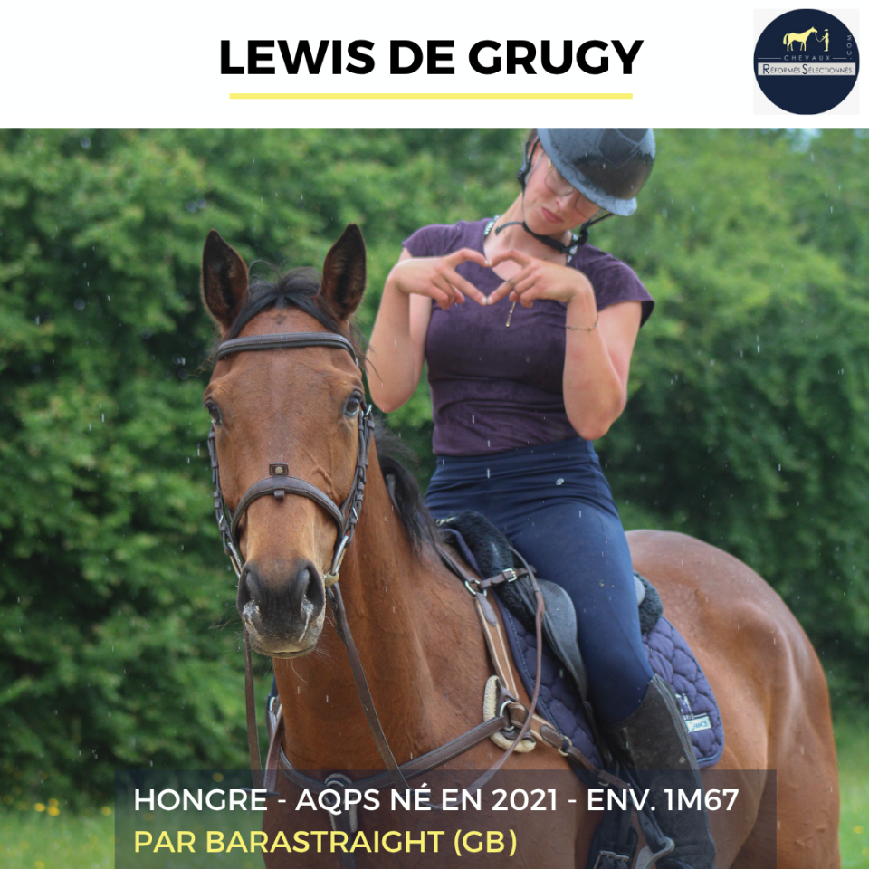 Ruin Autre Que Pur-Sang (Geen volbloed) Te koop 2022 Donker bruin / bai