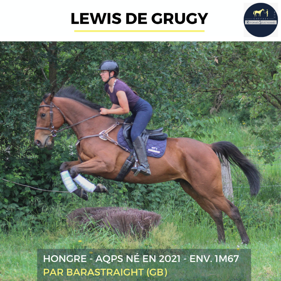 Ruin Autre Que Pur-Sang (Geen volbloed) Te koop 2022 Donker bruin / bai