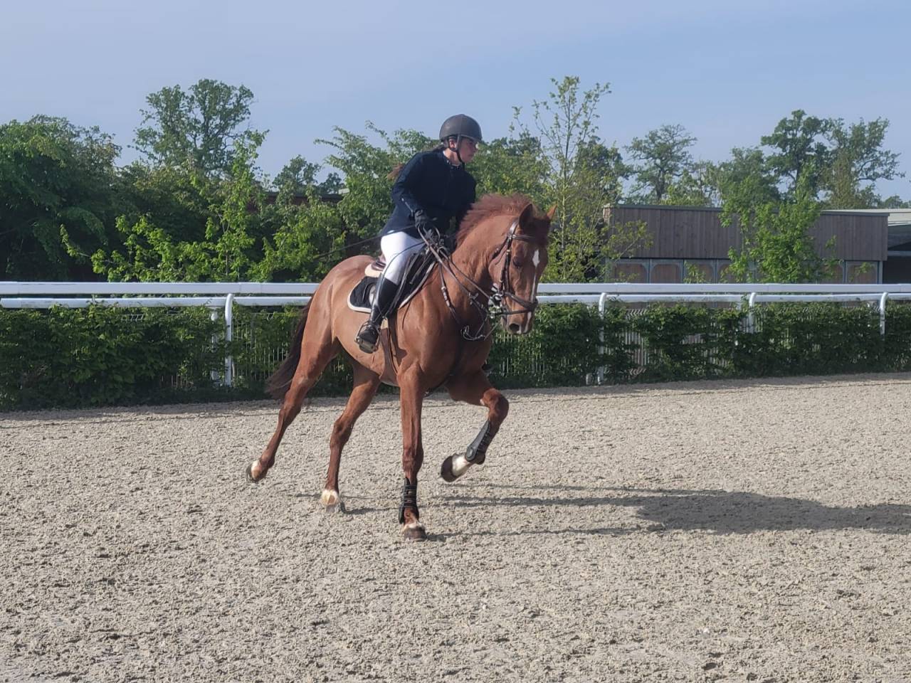 Ruin Franse draver  Te koop 2015 Koffie vos