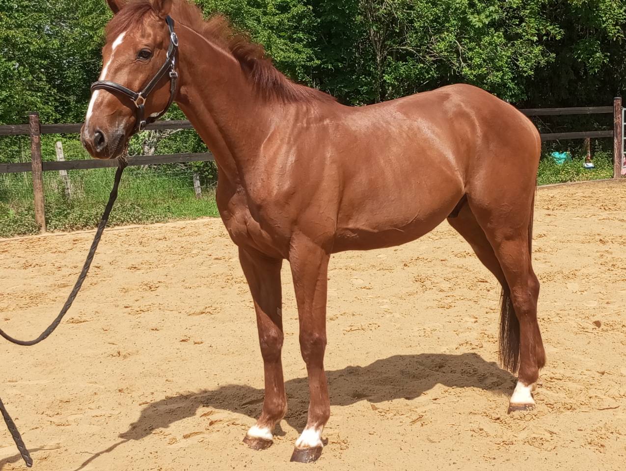 Ruin Franse draver  Te koop 2015 Koffie vos