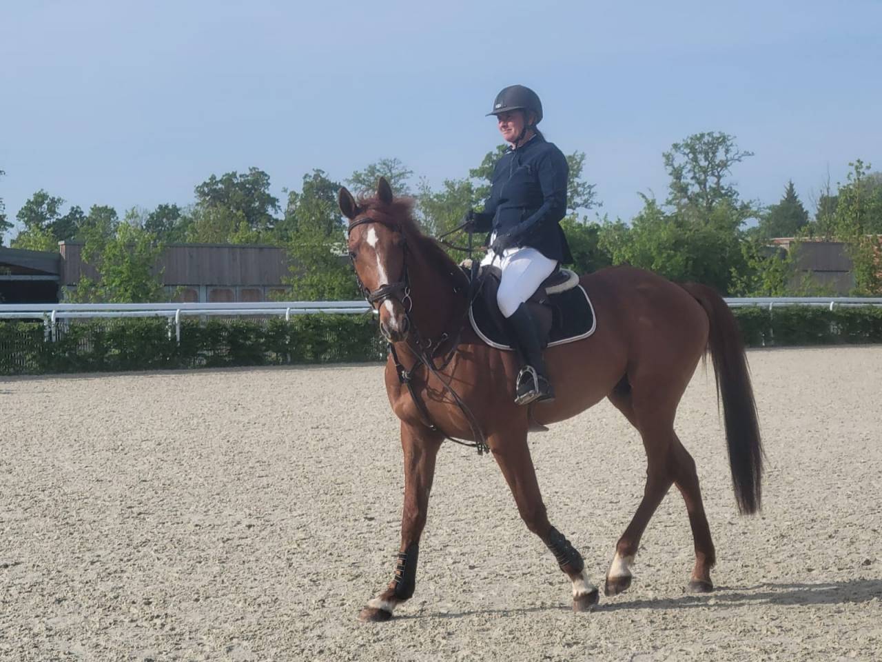 Ruin Franse draver  Te koop 2015 Koffie vos
