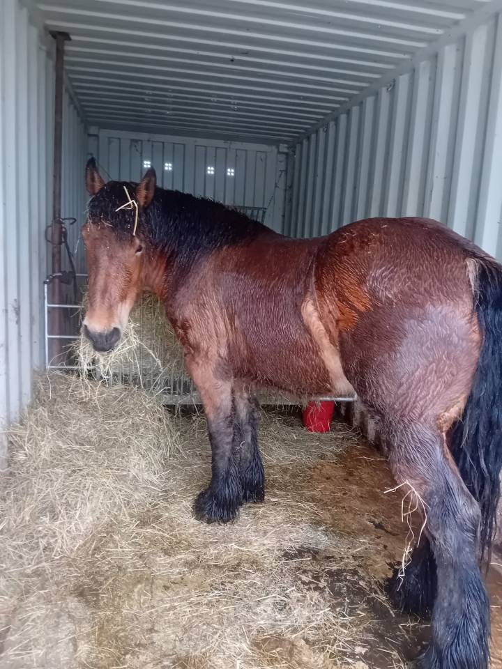 Veulen (vr) Trekpaard Te koop 2023 Donker bruin / bai ,  OMER DE LONGUE VUE
