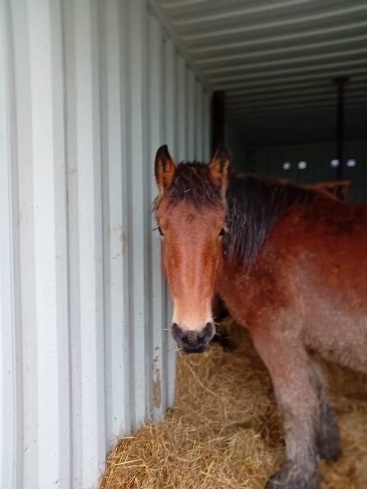 Veulen (vr) Trekpaard Te koop 2023 Donker bruin / bai ,  OMER DE LONGUE VUE