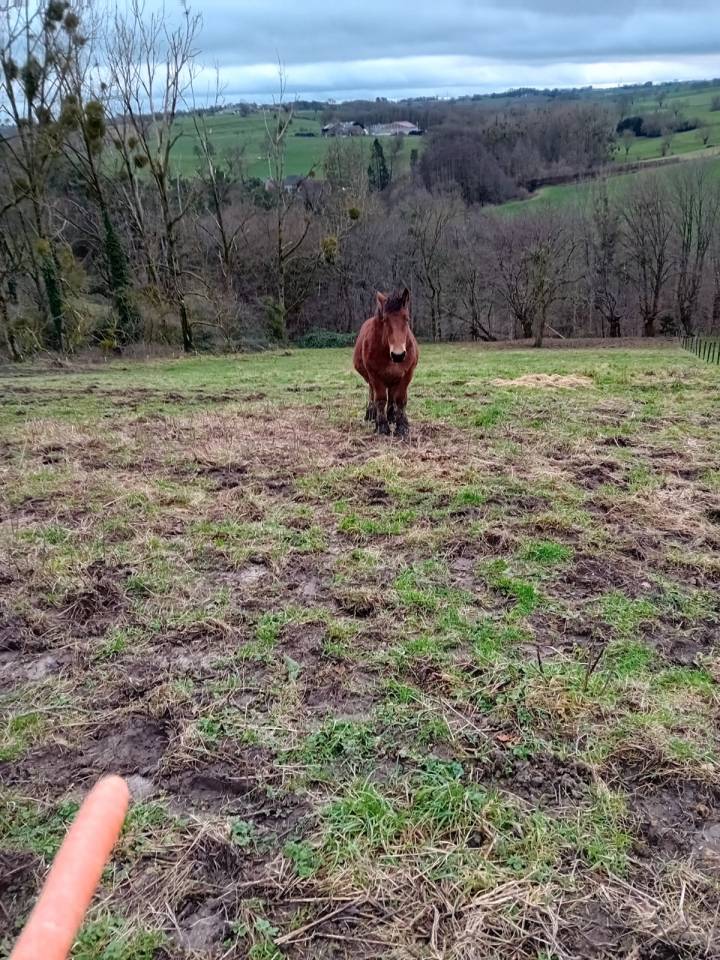 Veulen (vr) Trekpaard Te koop 2023 Donker bruin / bai ,  OMER DE LONGUE VUE