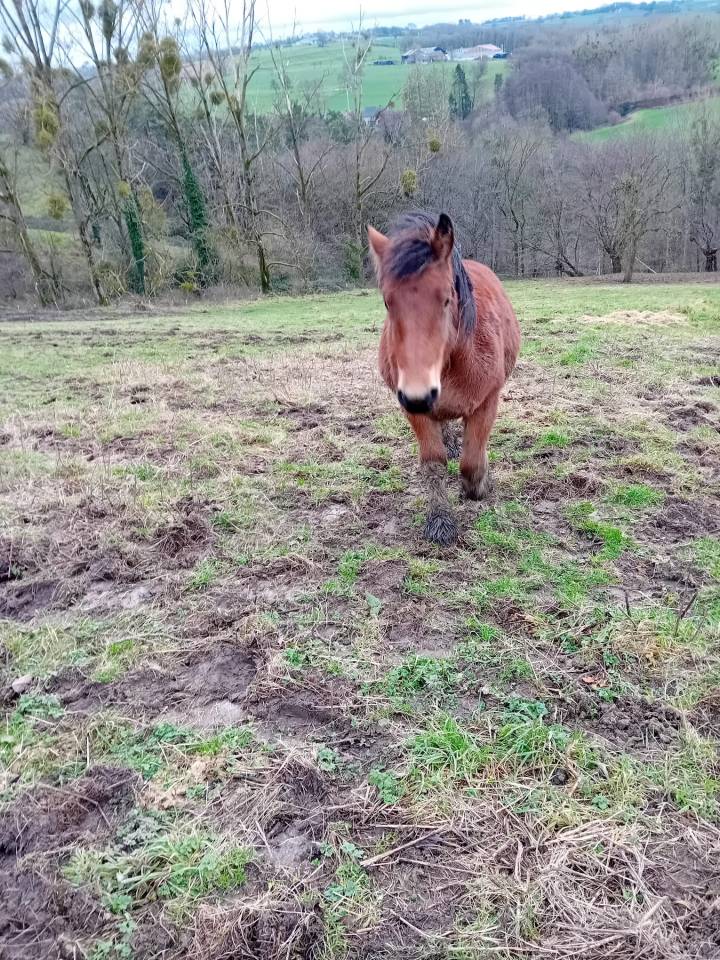 Veulen (vr) Trekpaard Te koop 2023 Donker bruin / bai ,  OMER DE LONGUE VUE