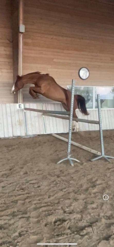 Ruin Paint Horse Te koop 2017 Vos ,  Urban Dazzle Star