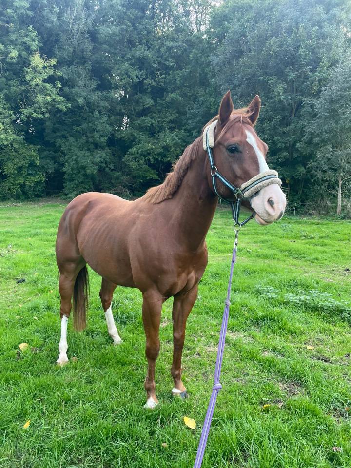 Ruin Paint Horse Te koop 2017 Vos ,  Urban Dazzle Star
