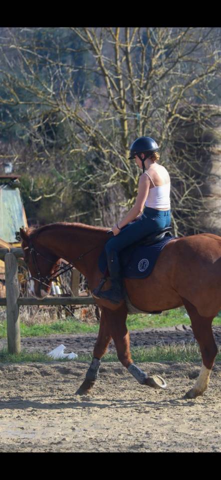 Ruin Paint Horse Te koop 2017 Vos ,  Urban Dazzle Star