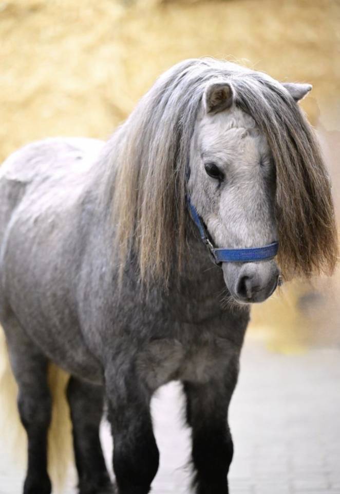 Hengst Shetland Te leen 2023 Schimmel