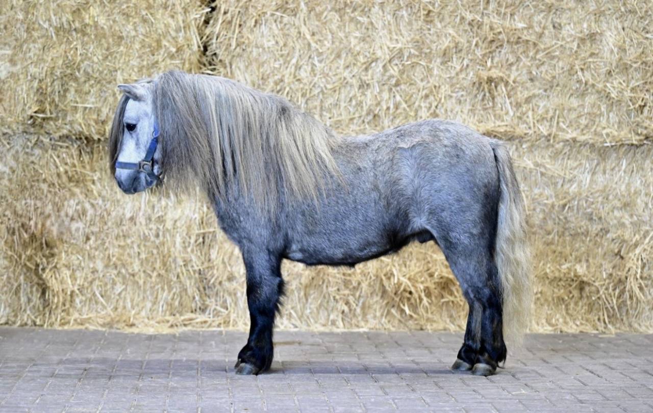 Hengst Shetland Te leen 2023 Schimmel