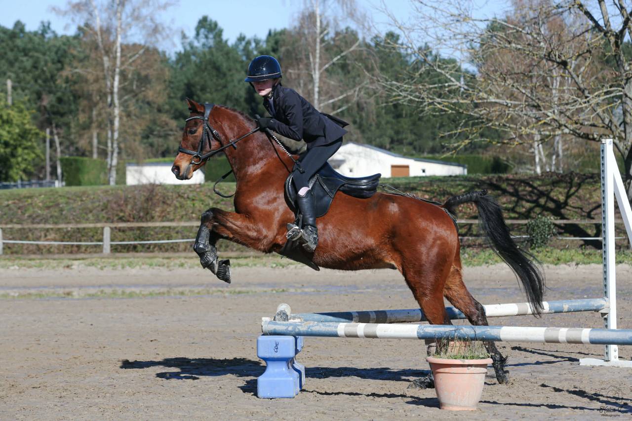 Ruin Welsh Partbred Te leen 2013 Donker bruin / bai