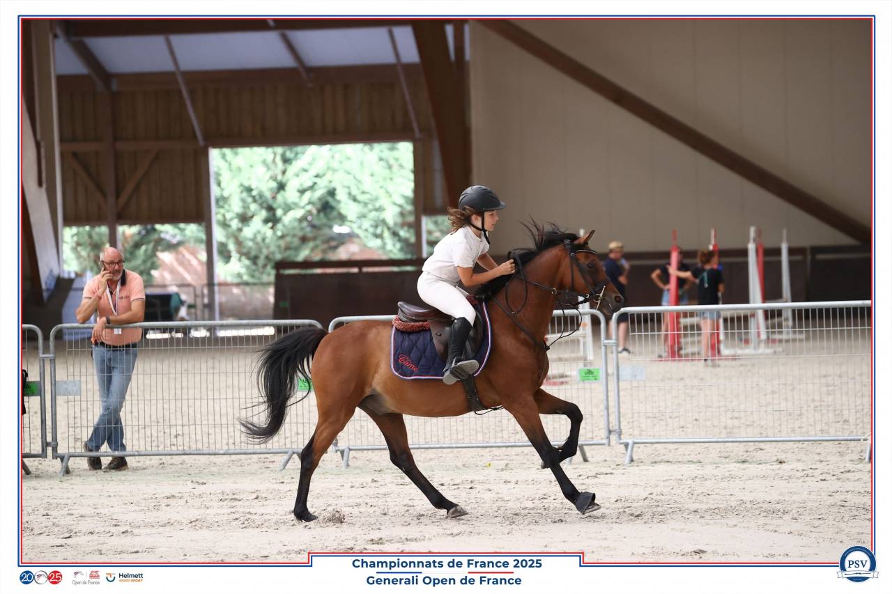 Ruin Welsh Partbred Te leen 2013 Donker bruin / bai