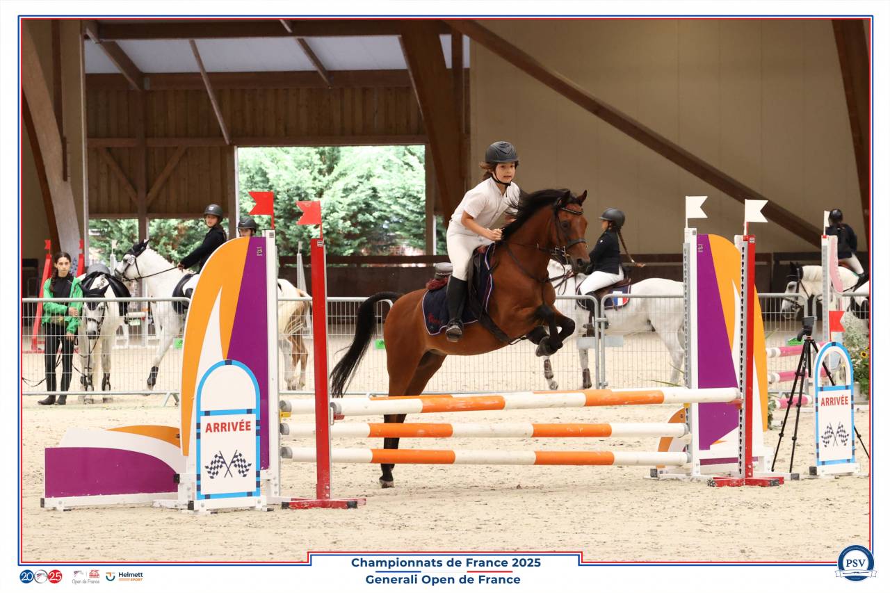 Ruin Welsh Partbred Te leen 2013 Donker bruin / bai