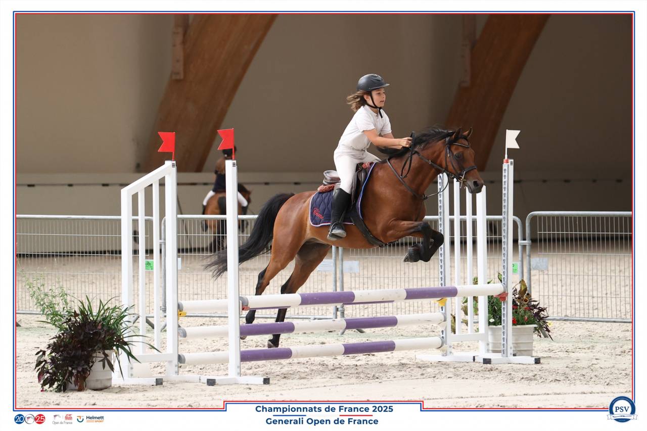 Ruin Welsh Partbred Te leen 2013 Donker bruin / bai