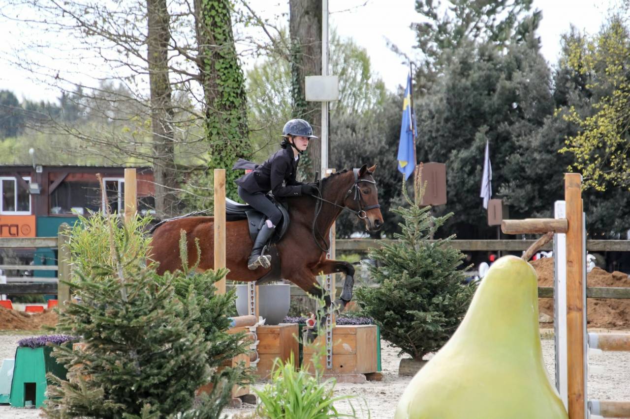 Ruin Welsh Partbred Te leen 2013 Donker bruin / bai