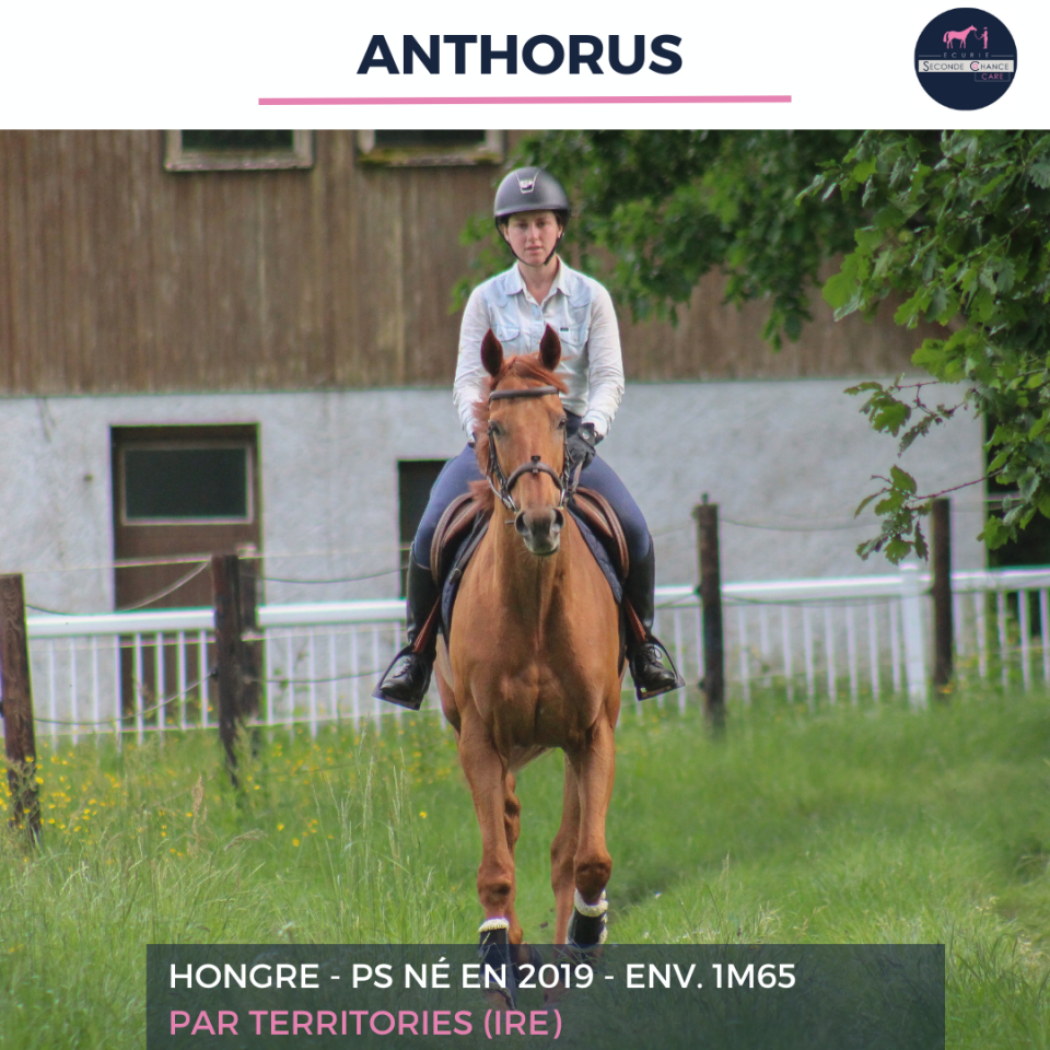Ruin Volbloed Te koop 2019 Vos