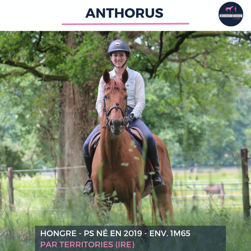 Ruin Volbloed Te koop 2019 Vos