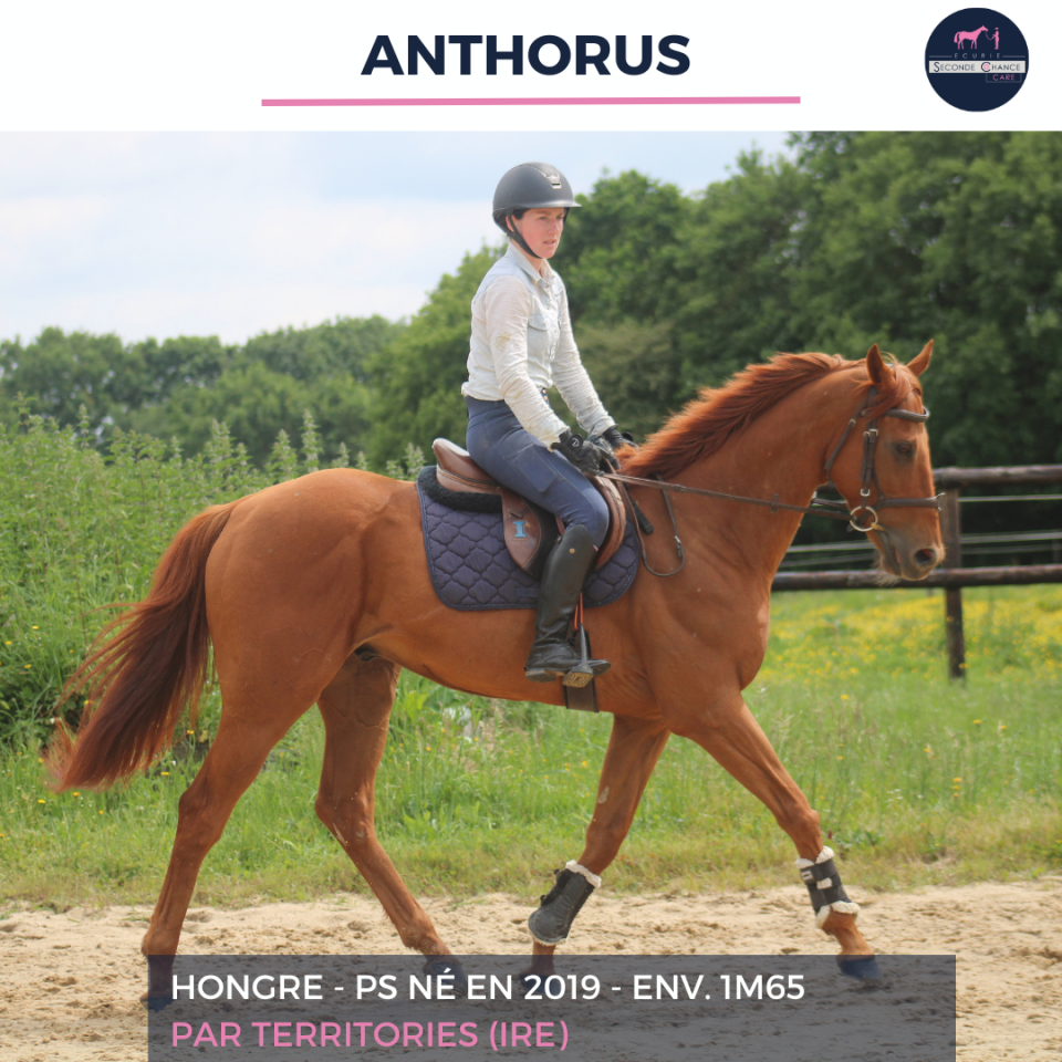 Ruin Volbloed Te koop 2019 Vos