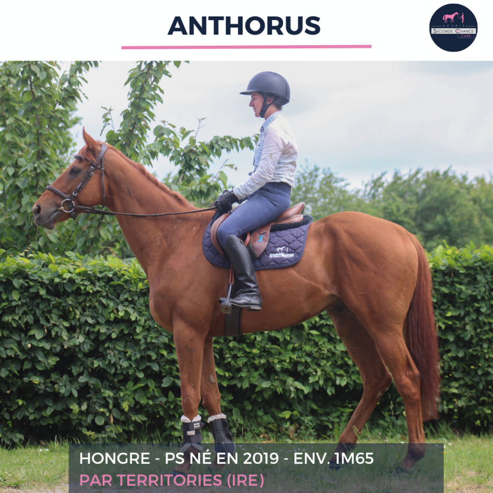 Ruin Volbloed Te koop 2019 Vos