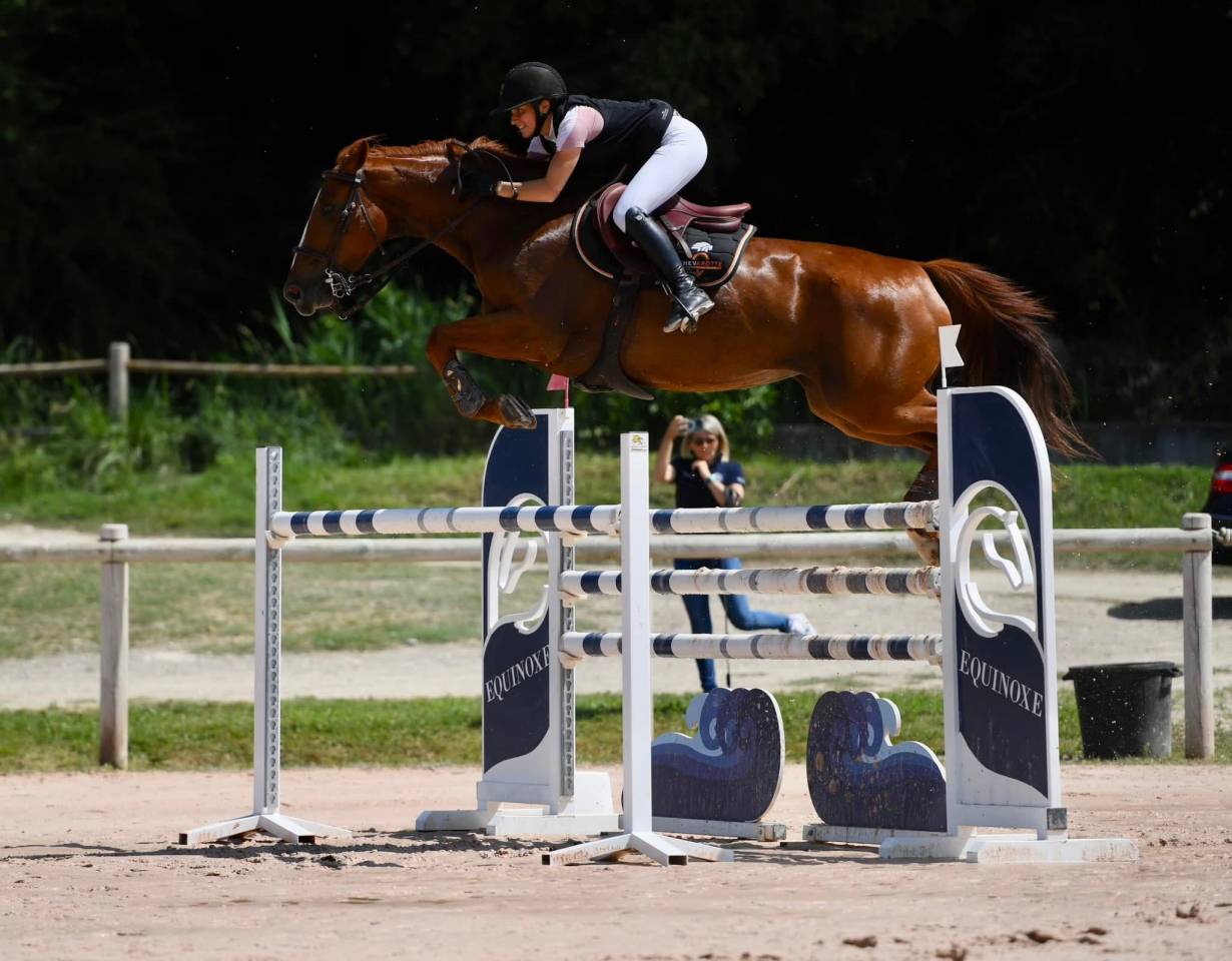 Merrie Selle Fran&ccedil;ais Te koop 2013 Donker bruin / bai ,  Safari d&rsquo;auge