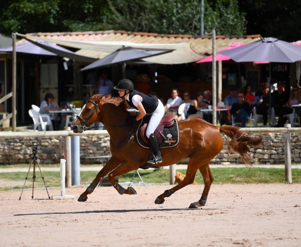 Merrie Selle Fran&ccedil;ais Te koop 2013 Donker bruin / bai ,  Safari d&rsquo;auge