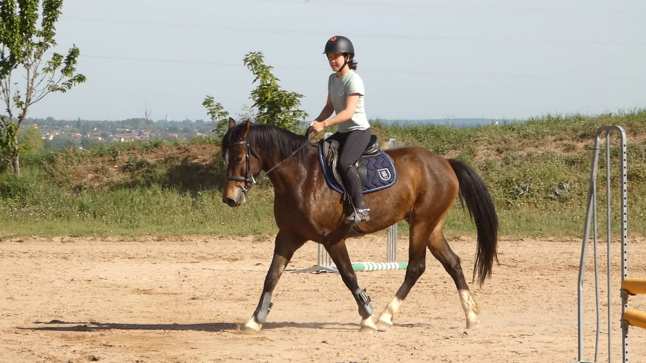 Ruin Welsh Partbred Te koop 2022 Donker bruin / bai ,  galahad des allees