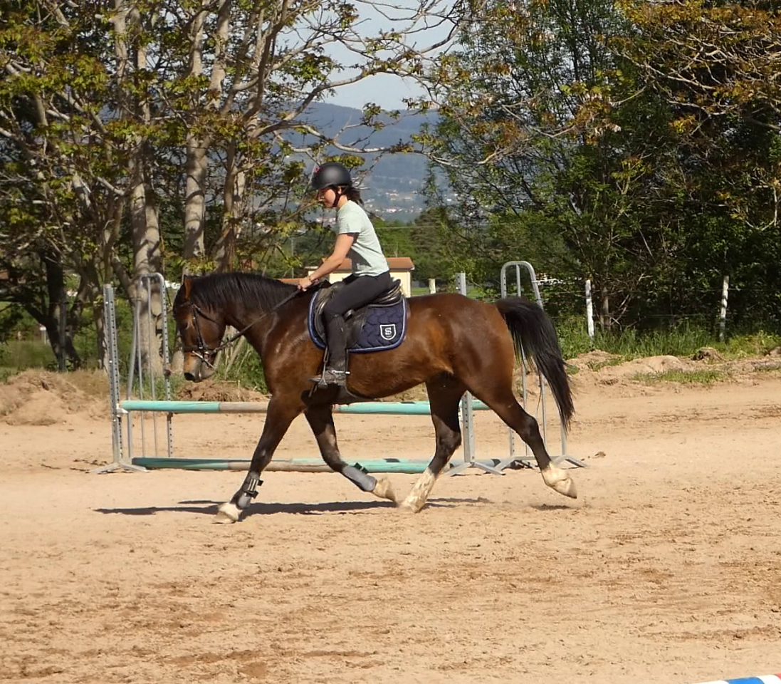 Ruin Welsh Partbred Te koop 2022 Donker bruin / bai ,  galahad des allees