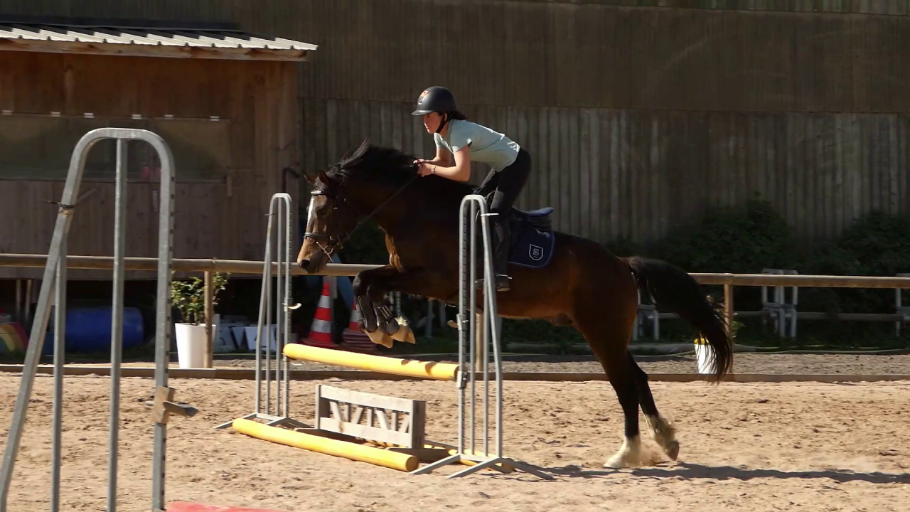 Ruin Welsh Partbred Te koop 2022 Donker bruin / bai ,  galahad des allees