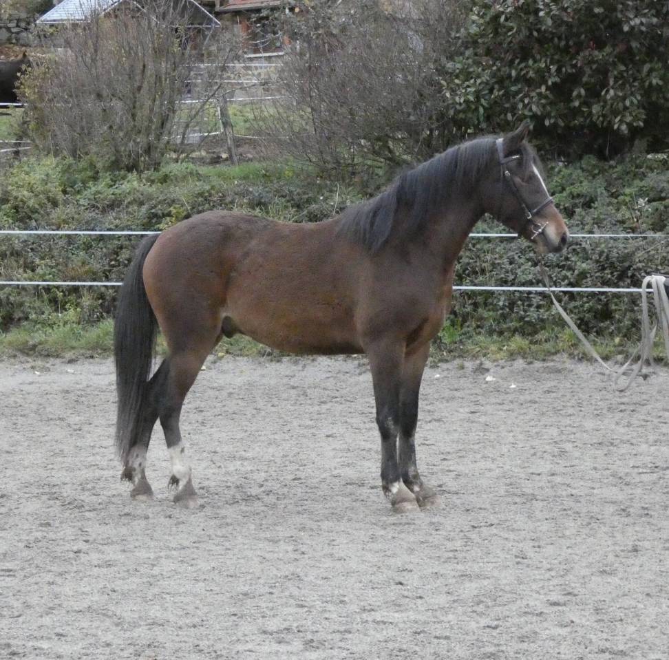 Ruin Welsh Partbred Te koop 2022 Donker bruin / bai ,  galahad des allees