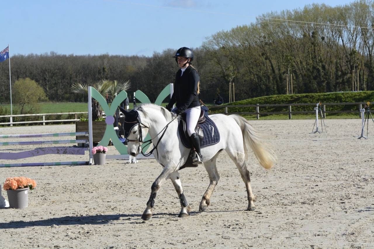 Merrie Franse rijpony PFS Te koop 2020 Schimmel