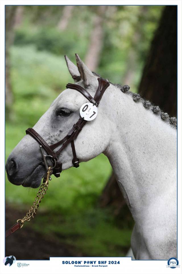 Merrie Franse rijpony PFS Te koop 2020 Schimmel