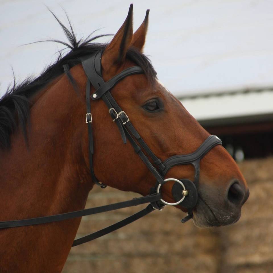 Ruin Zangersheide Te koop 2005 Donker bruin / bai ,  Diarado Holst Warmblut