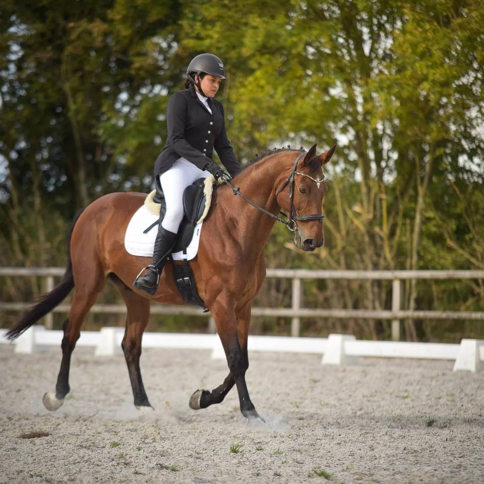 Ruin Zangersheide Te koop 2005 Donker bruin / bai ,  Diarado Holst Warmblut
