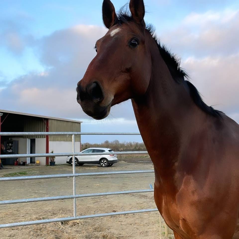 Ruin Zangersheide Te koop 2005 Donker bruin / bai ,  Diarado Holst Warmblut