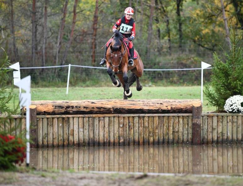 Ruin Zangersheide Te koop 2005 Donker bruin / bai ,  Diarado Holst Warmblut