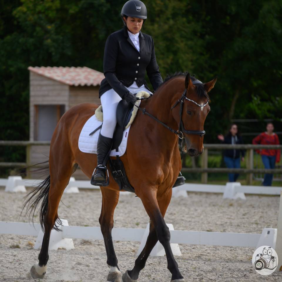 Ruin Zangersheide Te koop 2005 Donker bruin / bai ,  Diarado Holst Warmblut