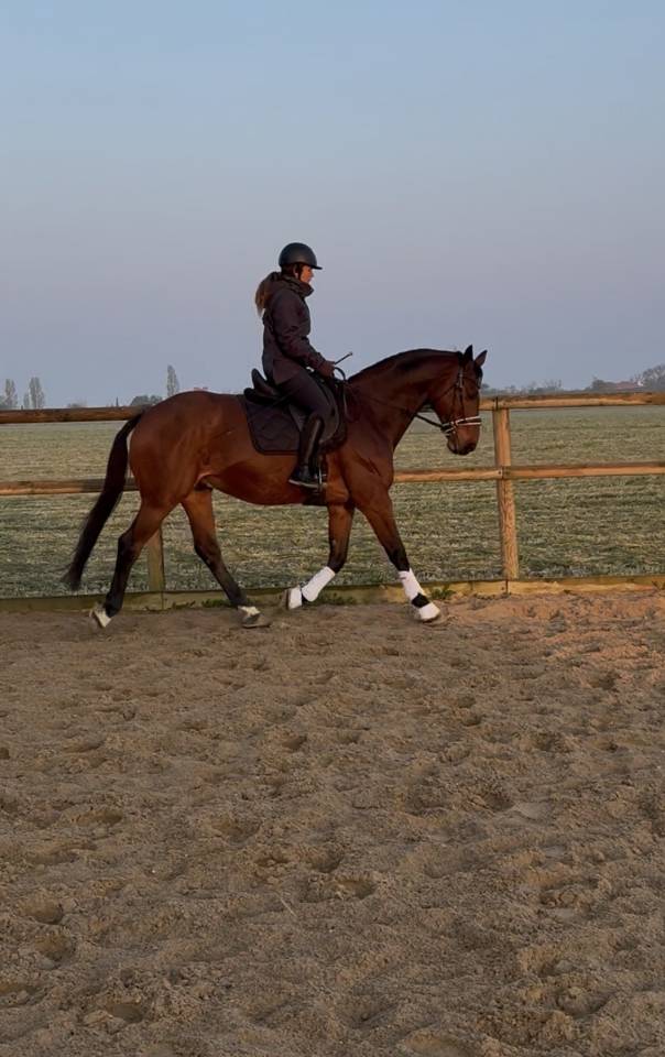 Ruin Zangersheide Te koop 2005 Donker bruin / bai ,  Diarado Holst Warmblut