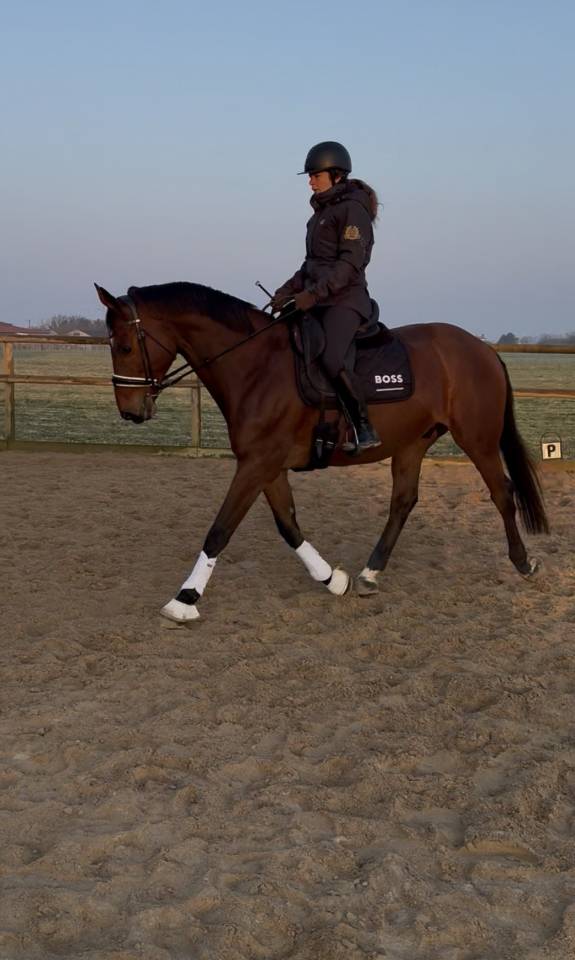Ruin Zangersheide Te koop 2005 Donker bruin / bai ,  Diarado Holst Warmblut