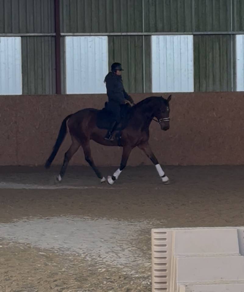 Ruin Zangersheide Te koop 2005 Donker bruin / bai ,  Diarado Holst Warmblut