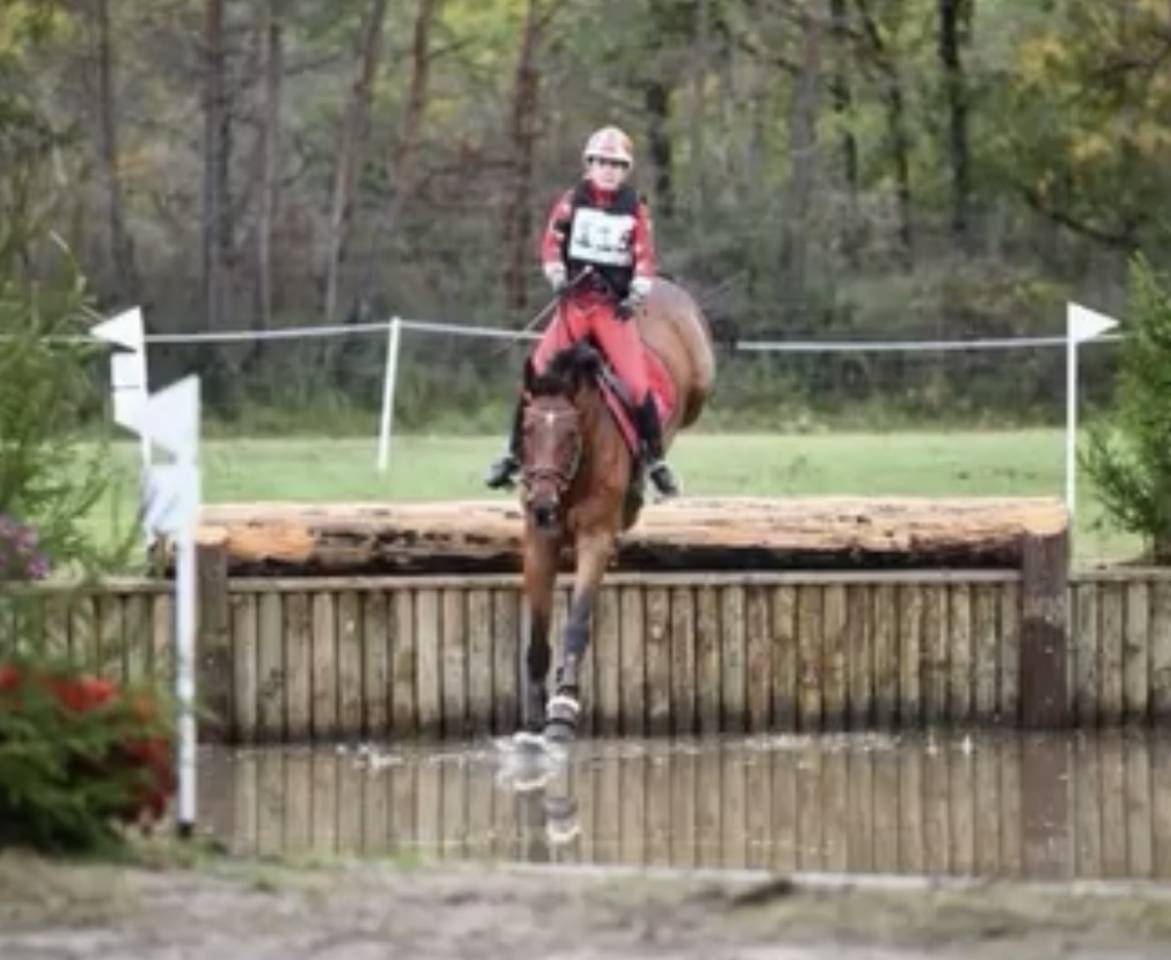 Ruin Zangersheide Te koop 2010 Donker bruin / bai ,  Diarado Holst Warmblut