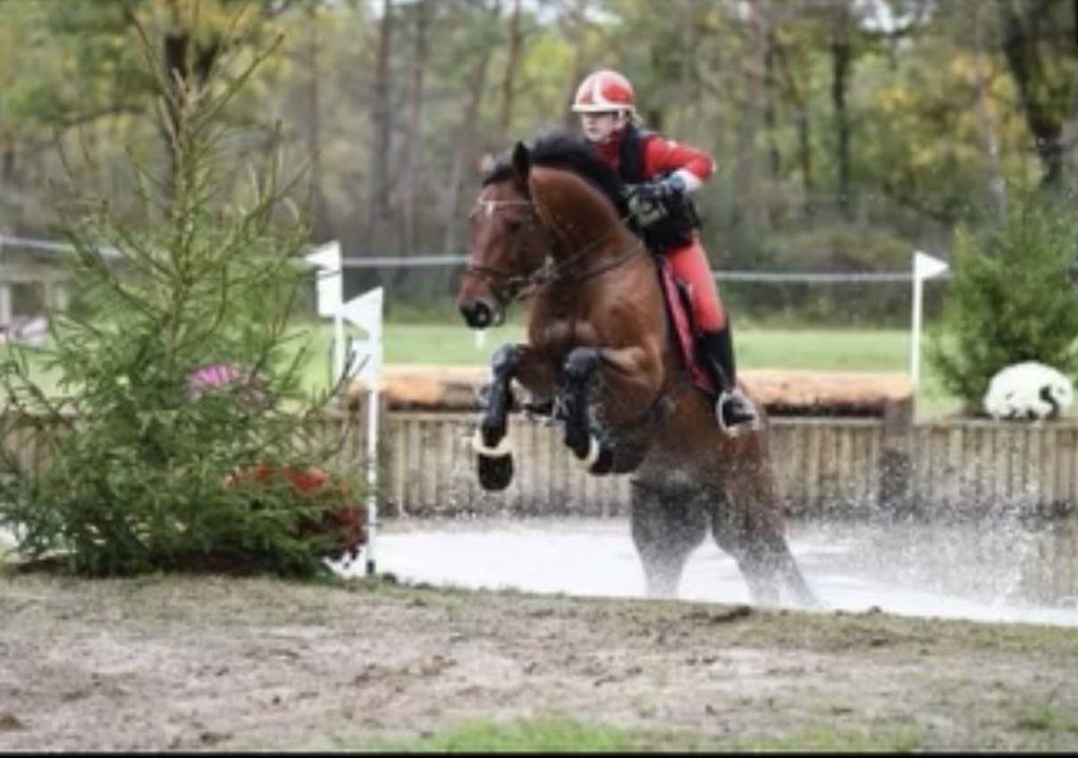 Ruin Zangersheide Te koop 2010 Donker bruin / bai ,  Diarado Holst Warmblut