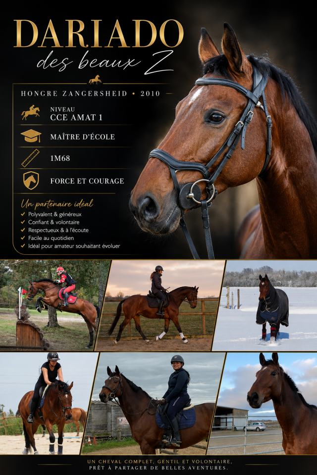 Ruin Zangersheide Te koop 2010 Donker bruin / bai ,  Diarado Holst Warmblut