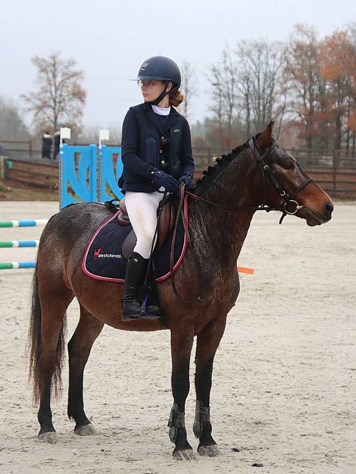 Ruin Franse rijpony PFS Te leen 2020 Bruinroan ,  WELCOME SYMPATICO