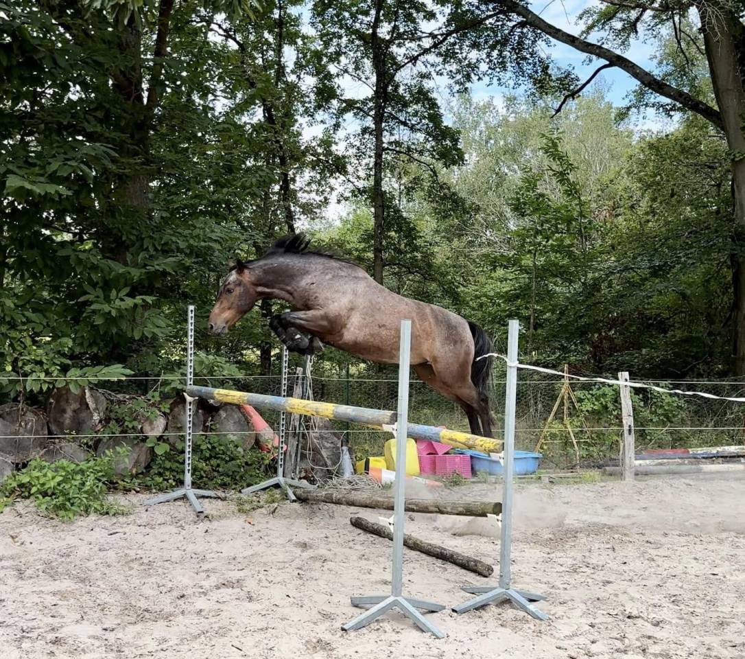 Ruin Franse rijpony PFS Te leen 2020 Bruinroan ,  WELCOME SYMPATICO