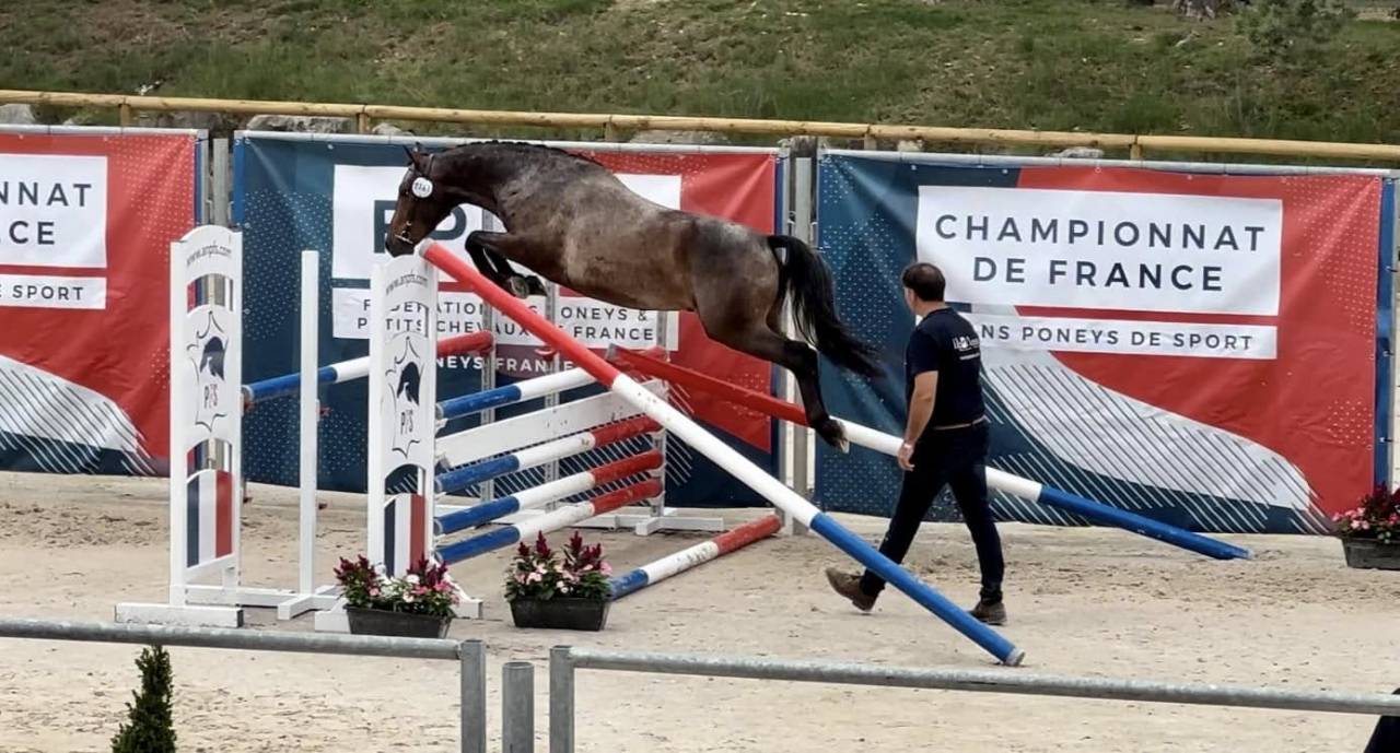 Ruin Franse rijpony PFS Te leen 2020 Bruinroan ,  WELCOME SYMPATICO