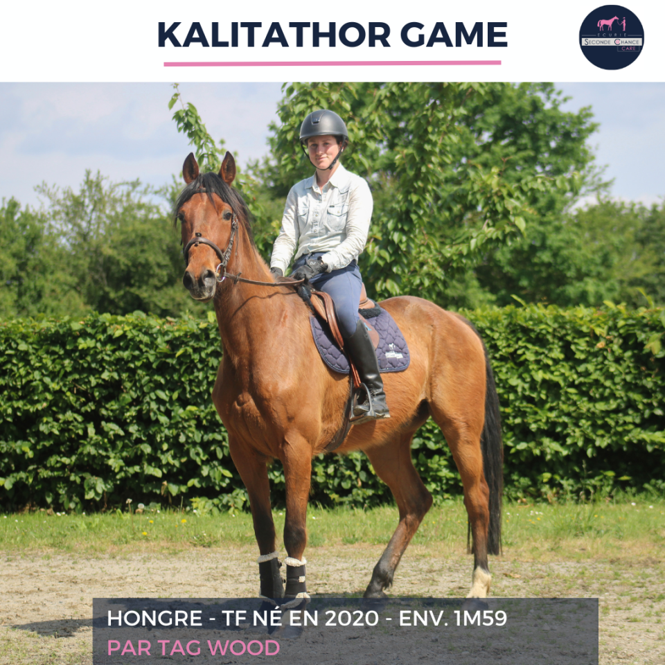 Ruin Franse draver  Te koop 2020 Donker bruin / bai